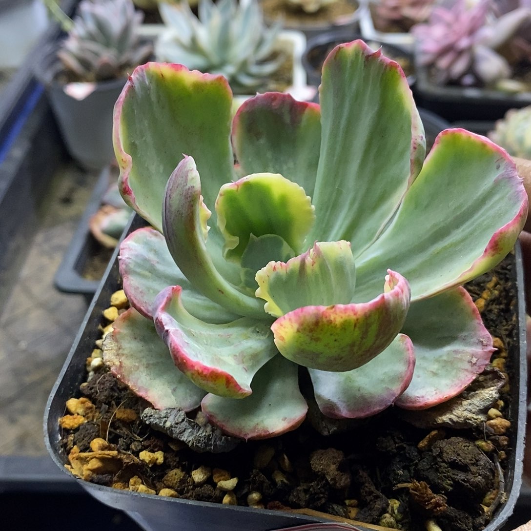 12184 舞会红裙锦多肉