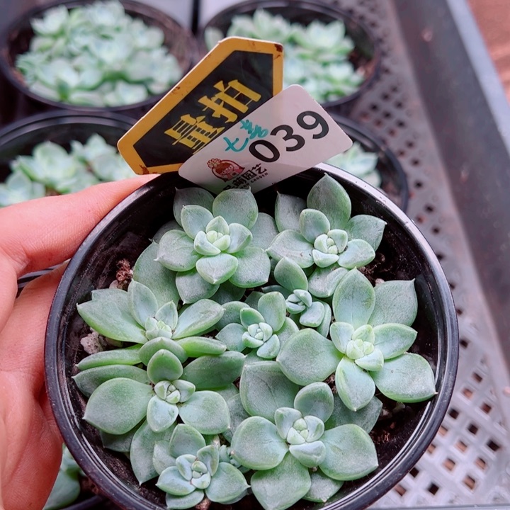 多肉植物多肉植物