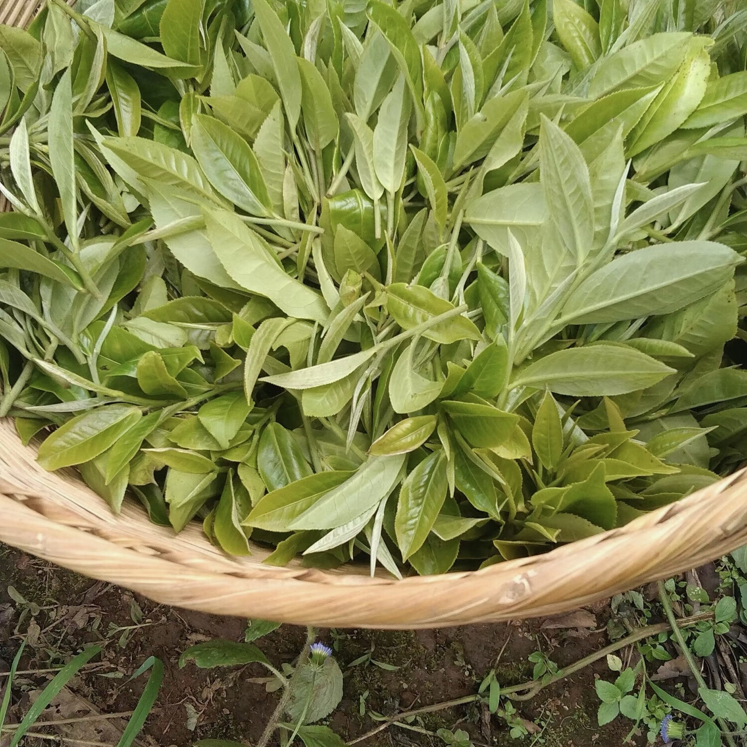 新人限量40份！绿水塘古树纯料！6克试喝装！一元福利！