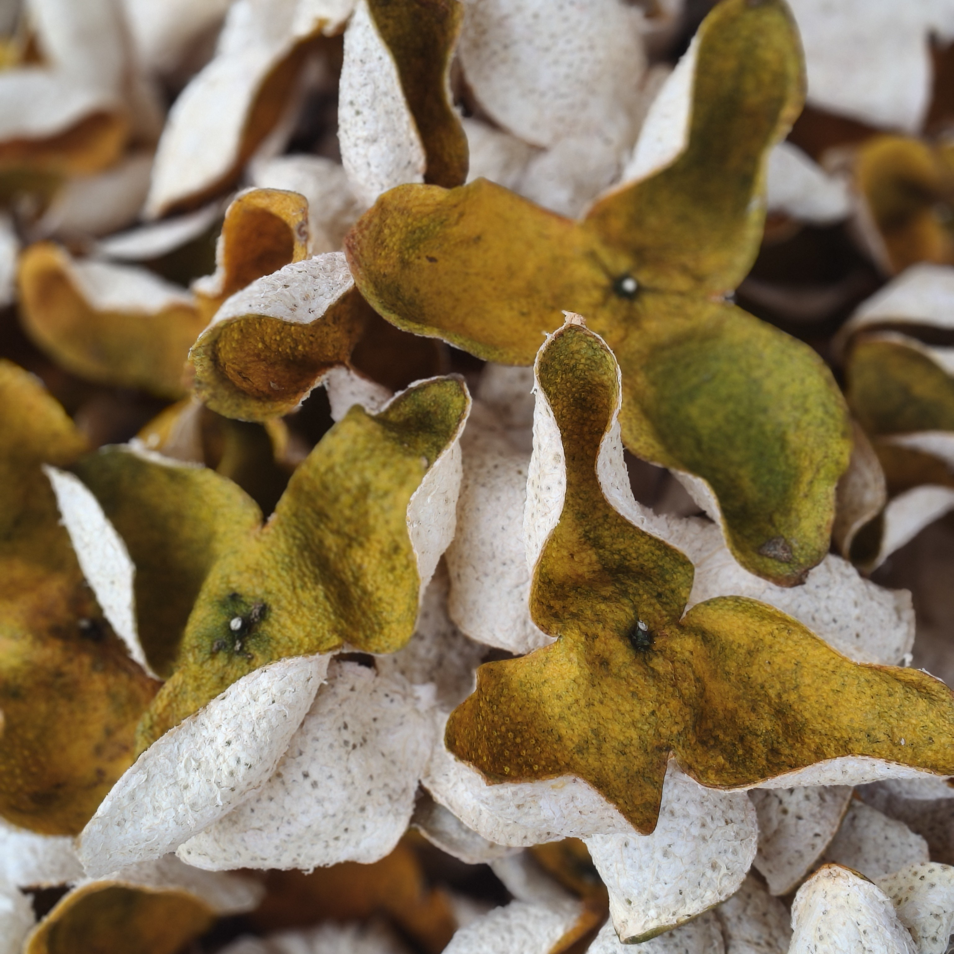 2025年茶枝柑二红皮