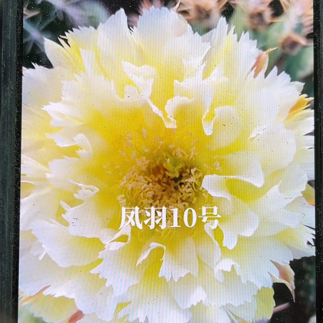 凤羽10号侧芽歪4公分以上满18包邮