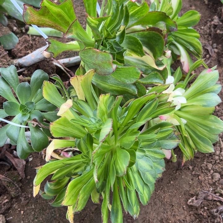 多肉植物920不售后