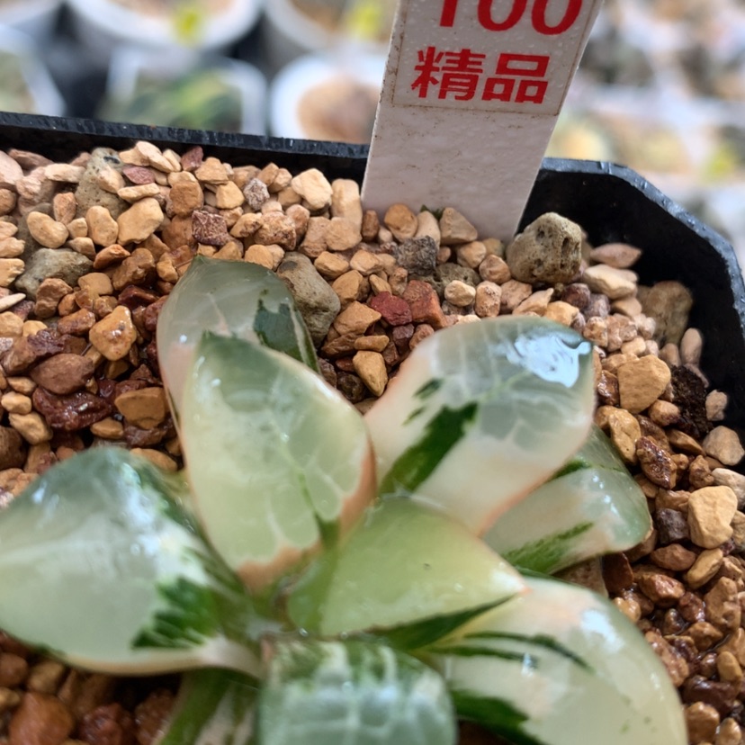 【闪购商品】100火凤凰