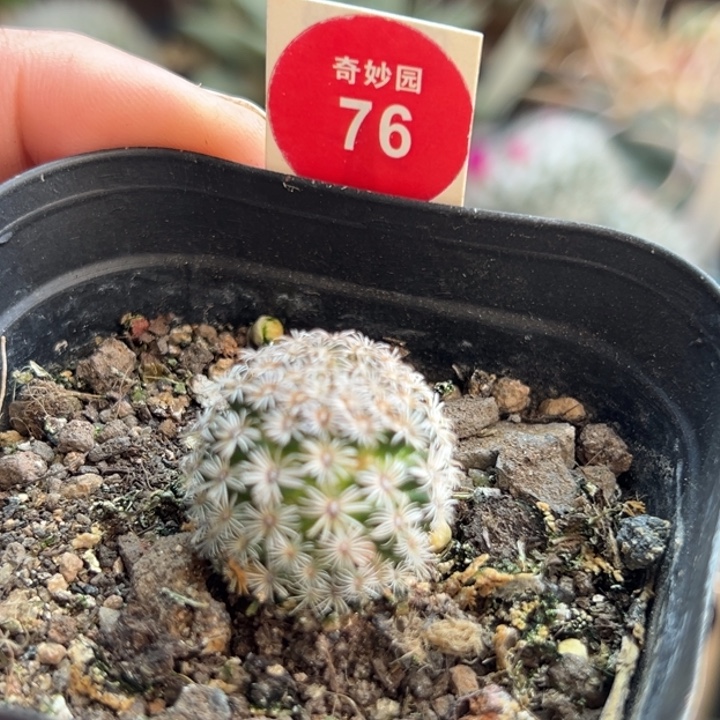 红花克氏丸实生一棵