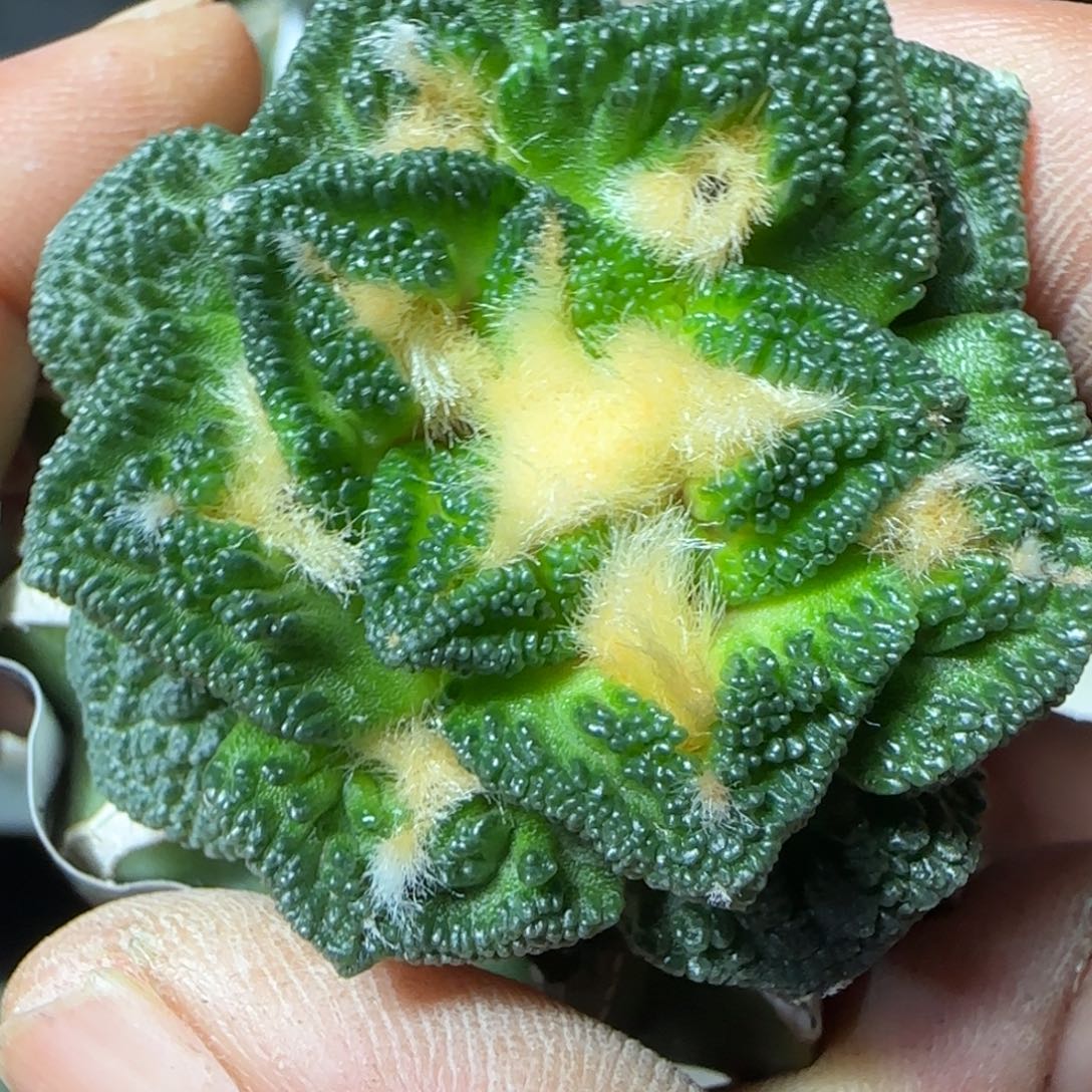 无花朵金毛螺旋风车辛顿548