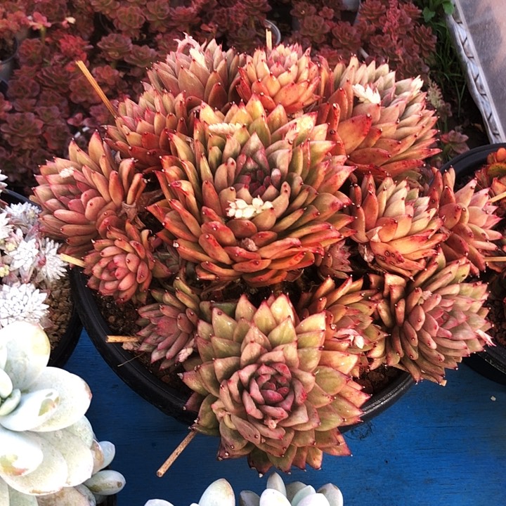 凸起玛丽亚捧花多肉植物