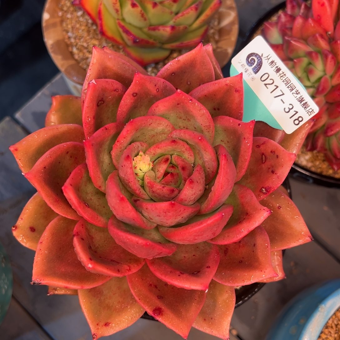 从前慢多肉精选编号0217.318