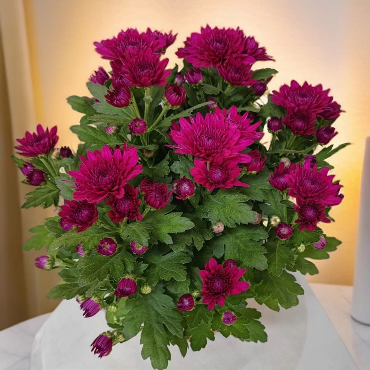 【荷兰菊红水晶】带花苞发货荷兰菊盆栽室内外阳台四季好养花卉