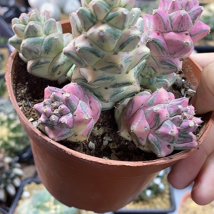 36号自根将军阁锦8公分