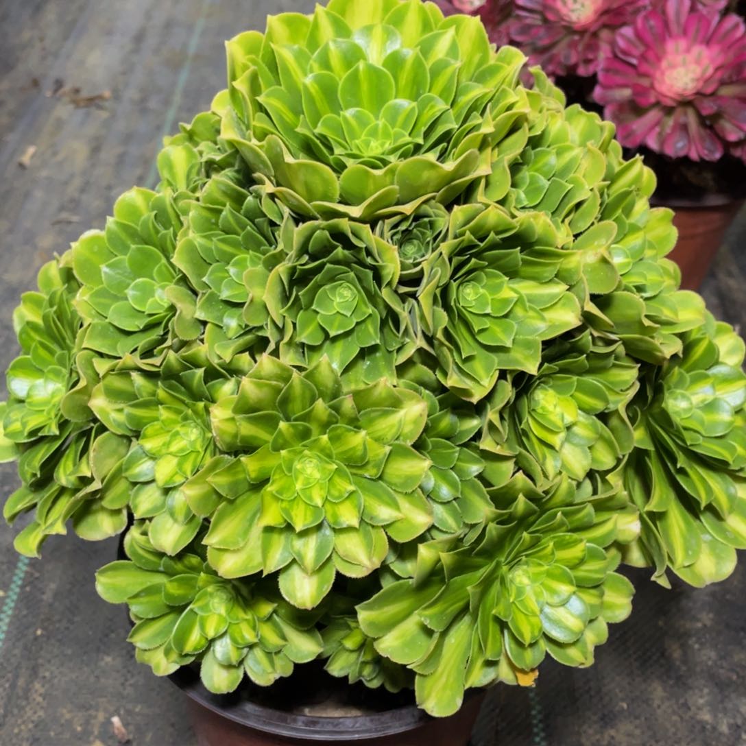 978七彩琉璃锦精品法师多肉