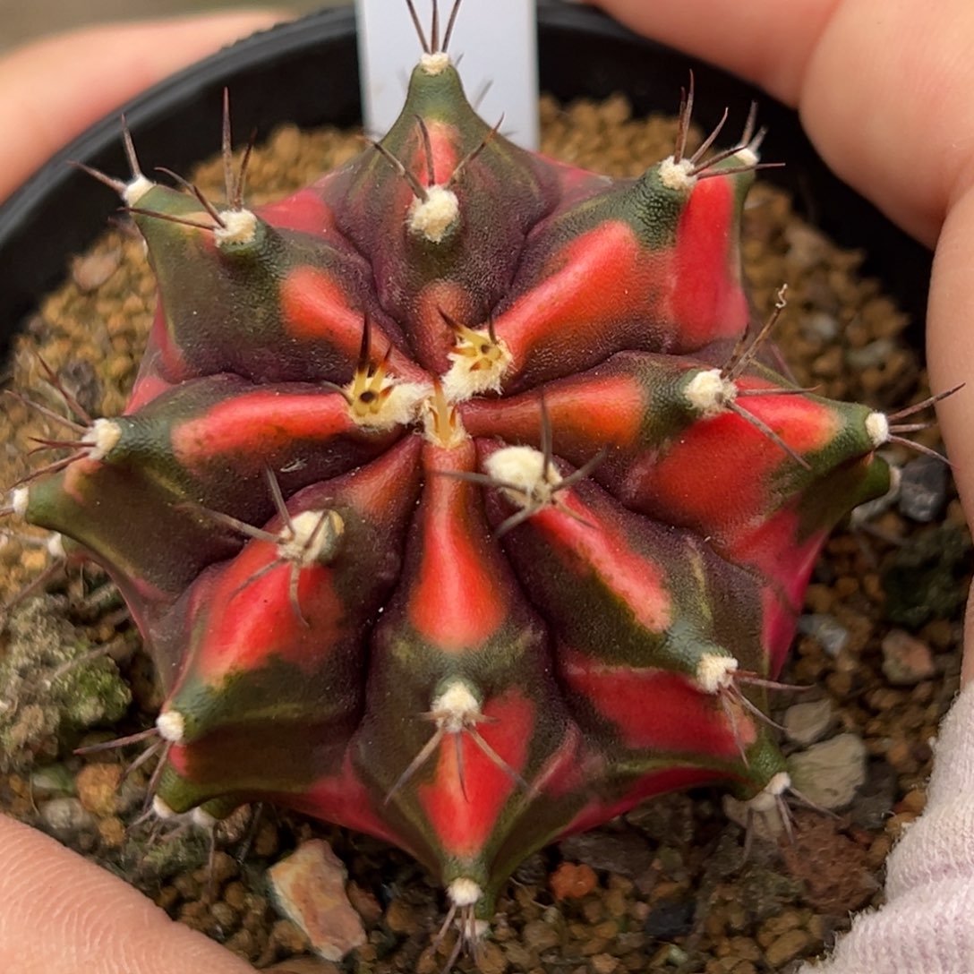 泰系侧芽米哈锦511
