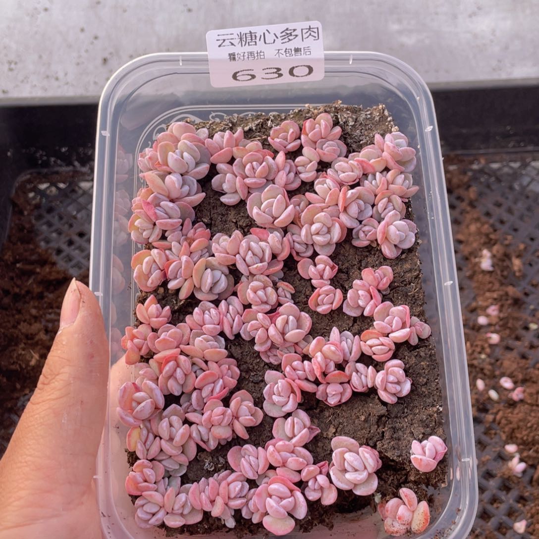 云糖心多肉植物630
