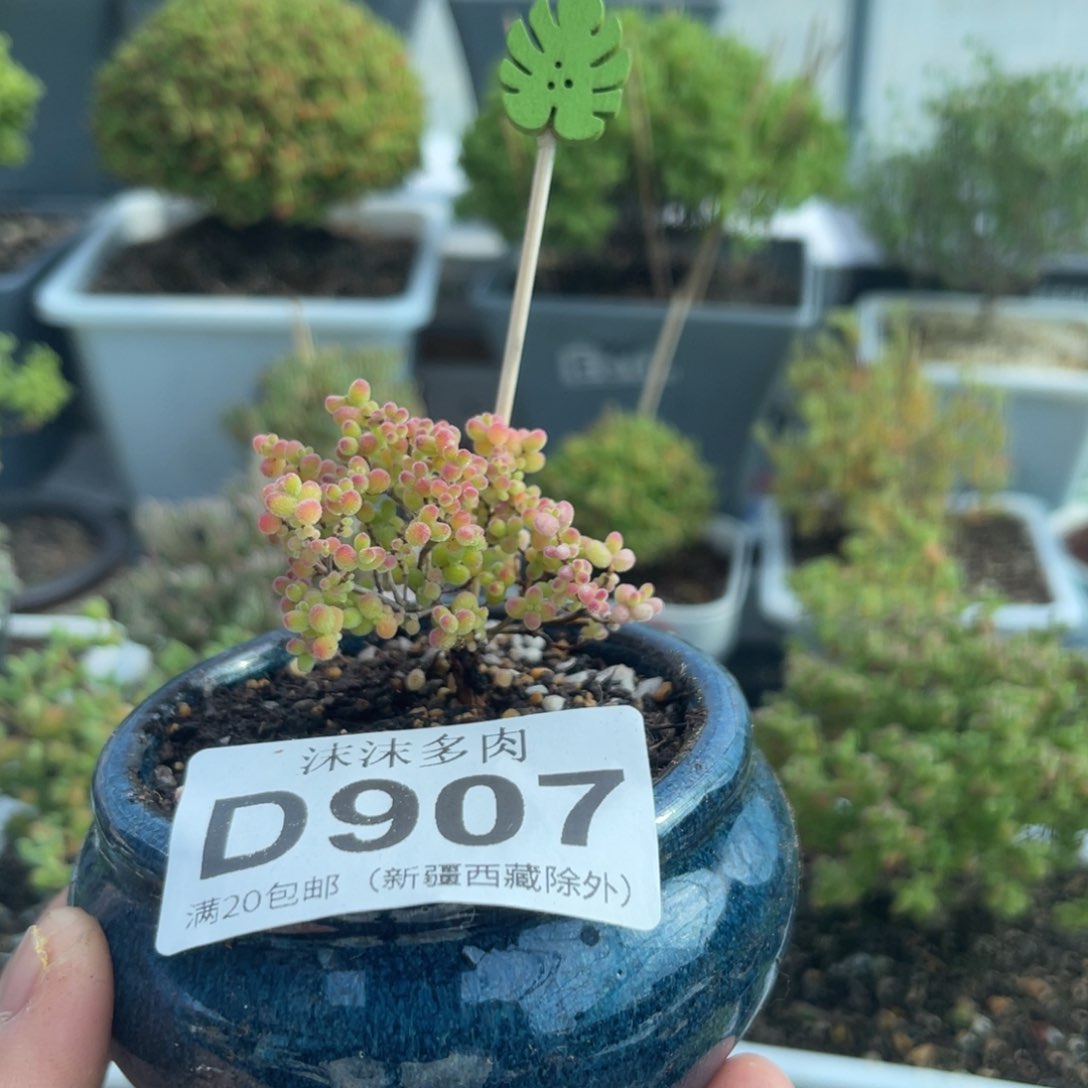 907精控蜜桔糖球