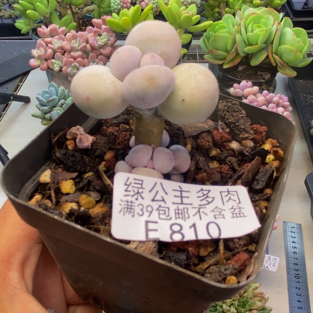 810橙奶多肉肉3c m