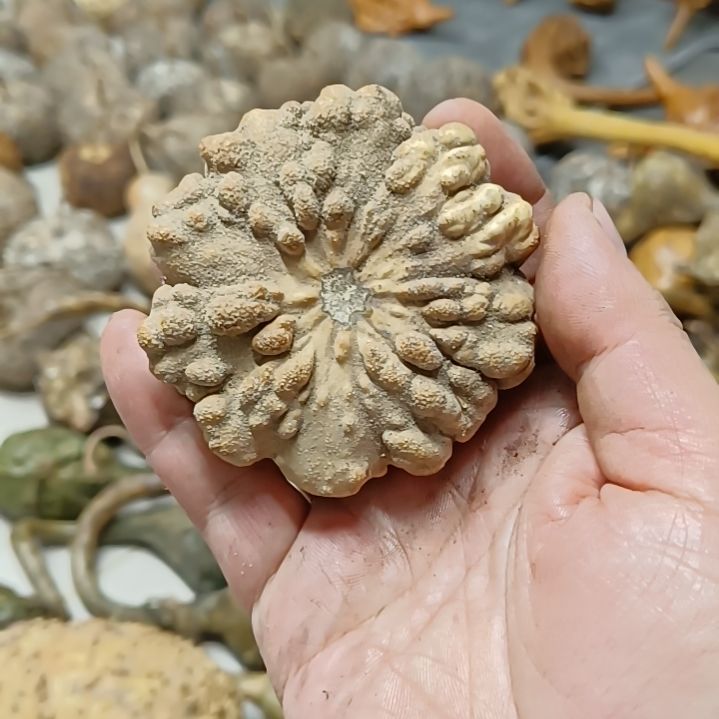 简**.墨西哥疙瘩葫芦满天星