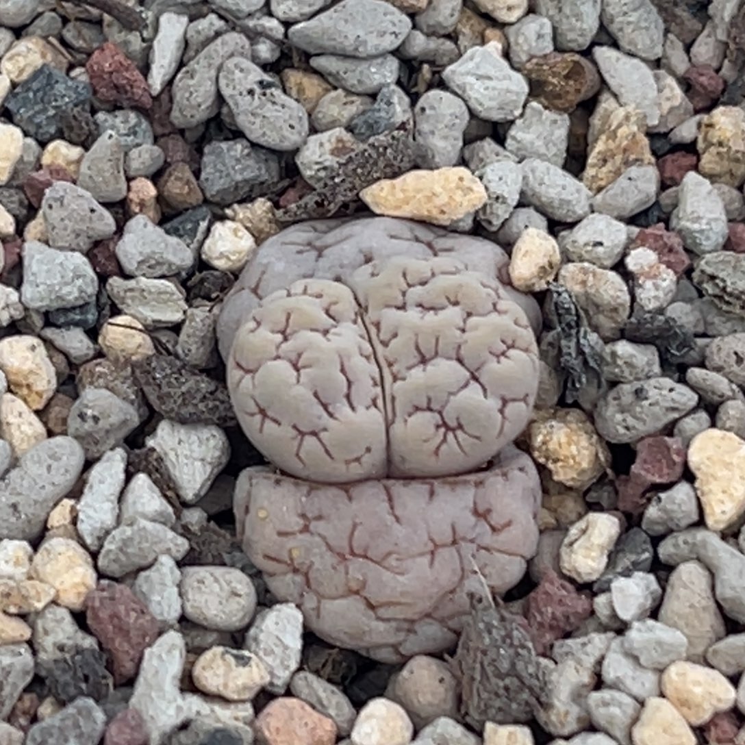 8041红纹凹凸蛙哥189一颗