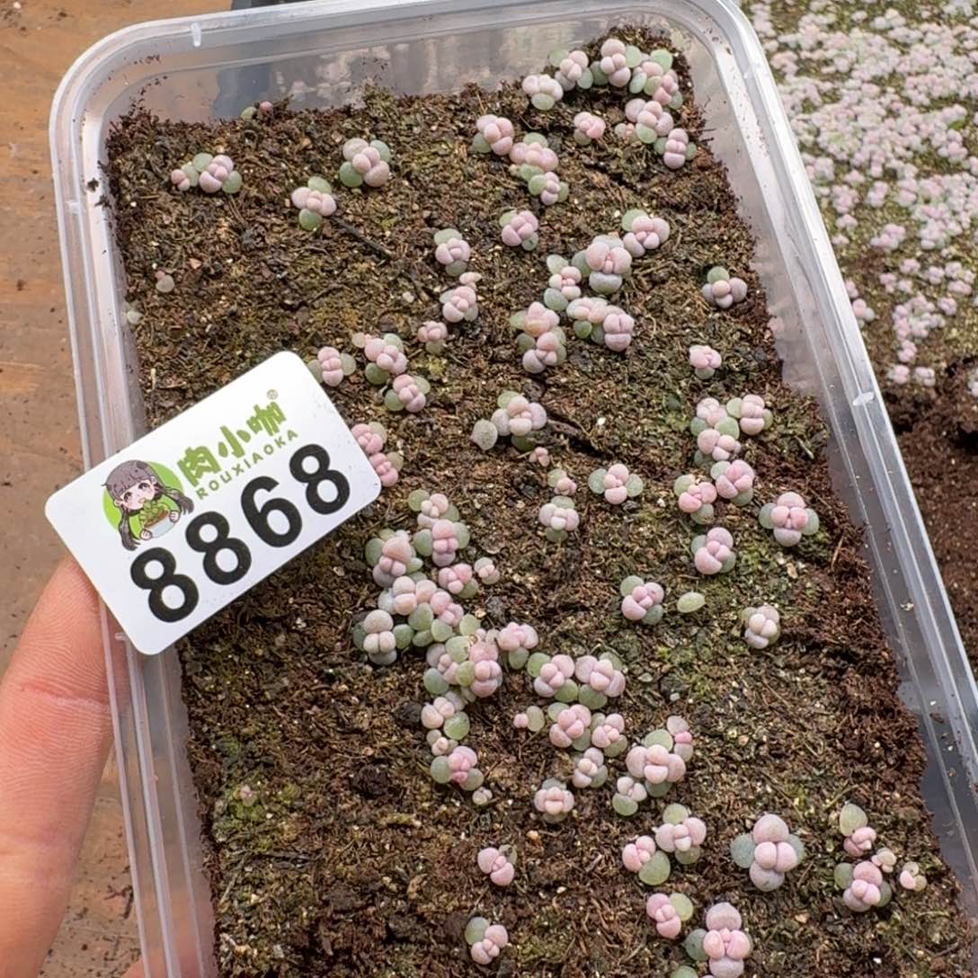 我***声多肉植物多肉植物