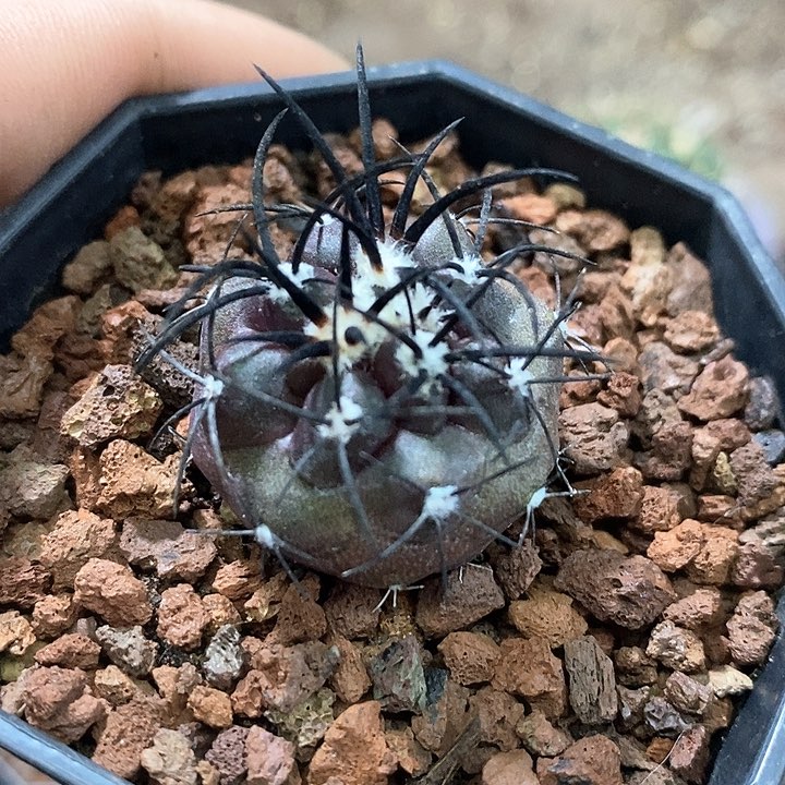 孤品实生优选狂粗刺栗星玉2.8cm