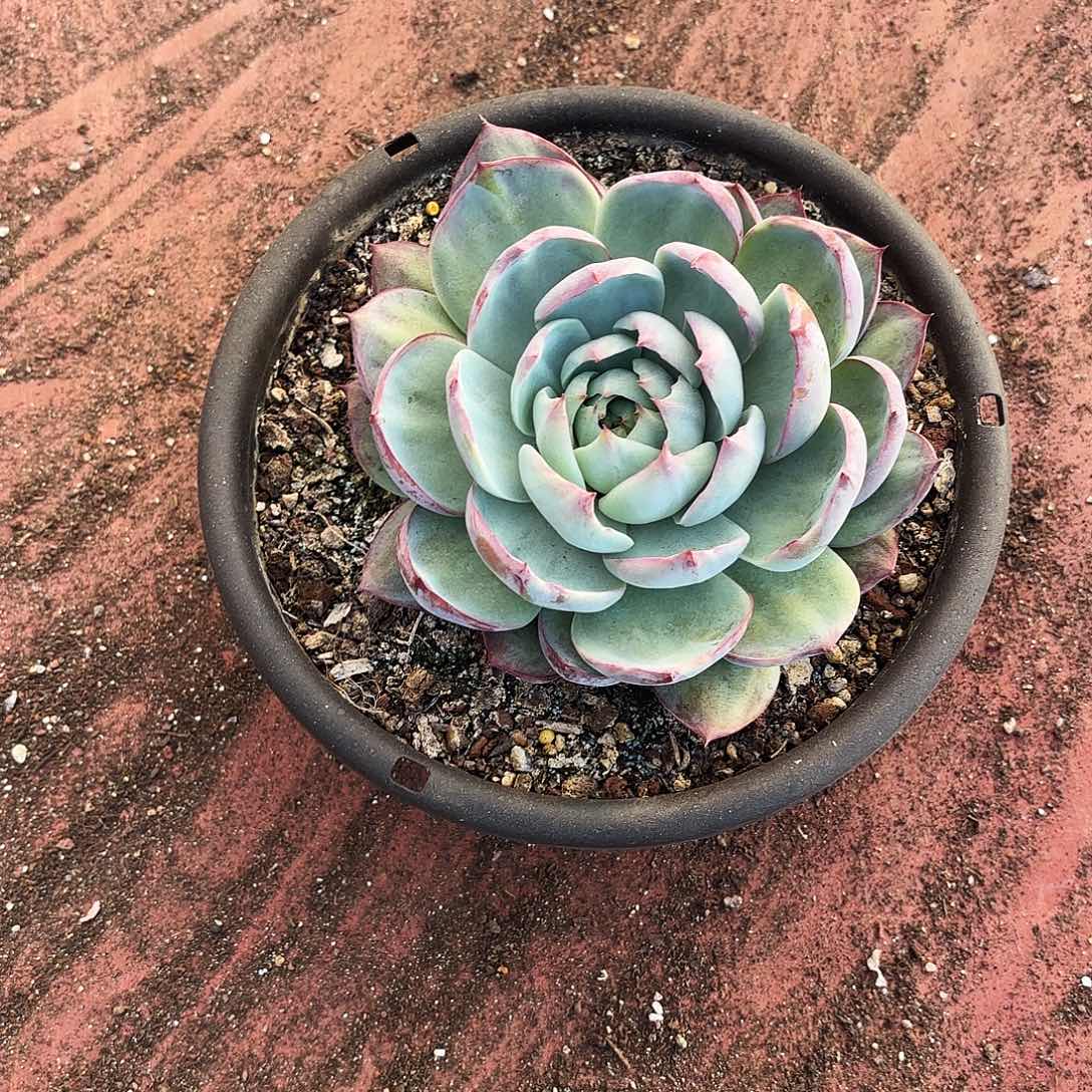 多肉植物惊鸿770//