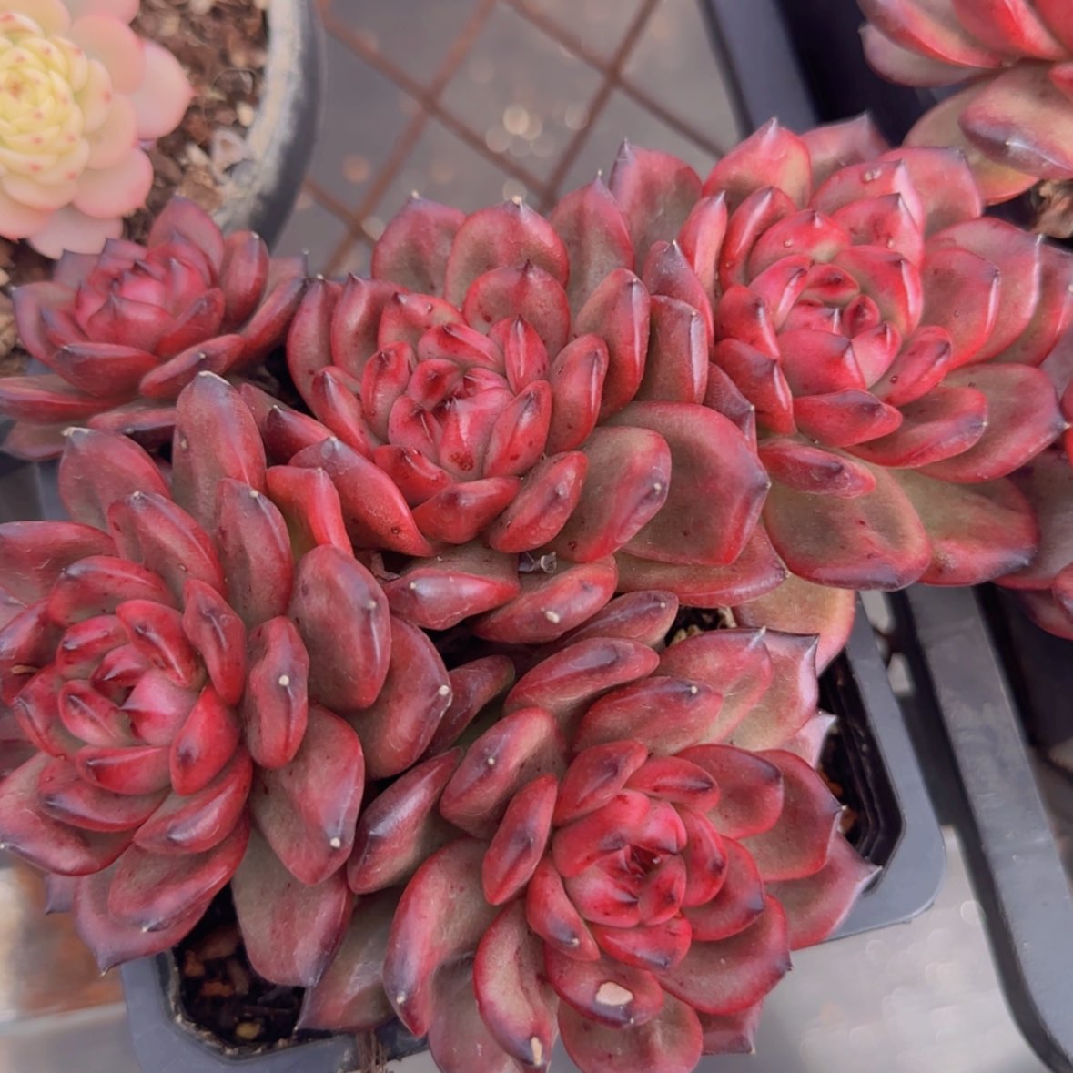 【闪购商品】五头TM 19.9