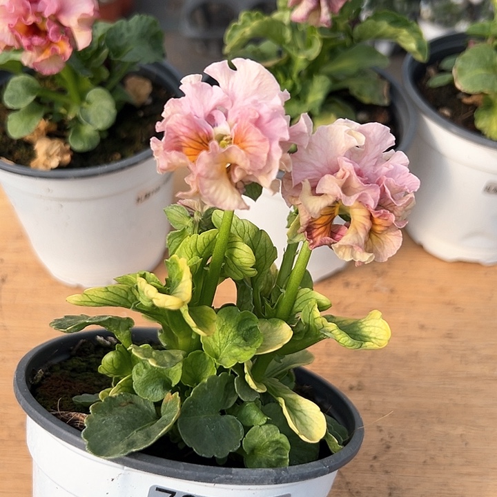 红陶抖音直播闪拍73