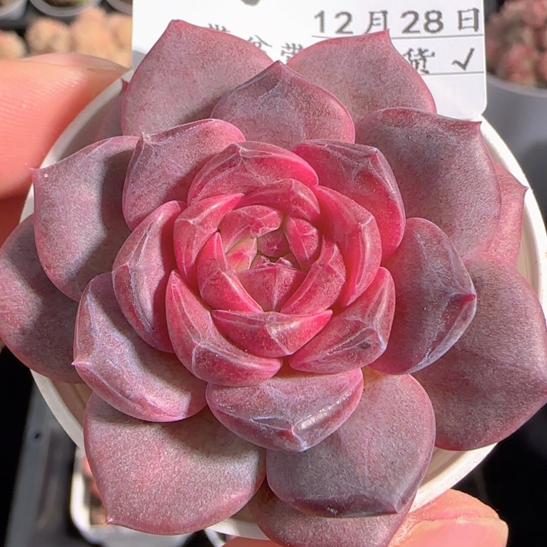 多肉1228-220琥珀天使珍妮