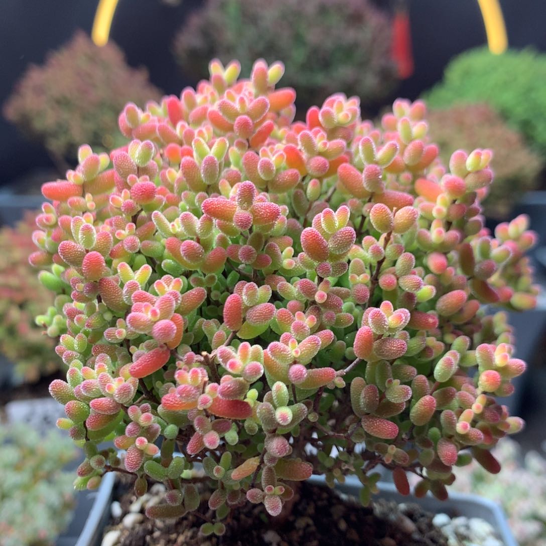 c705蜜橘枝干番杏