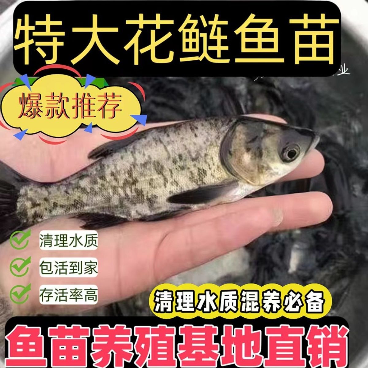 花鲢鱼淡水养殖观赏活体宠物鱼大头鱼鳙鱼雄鱼