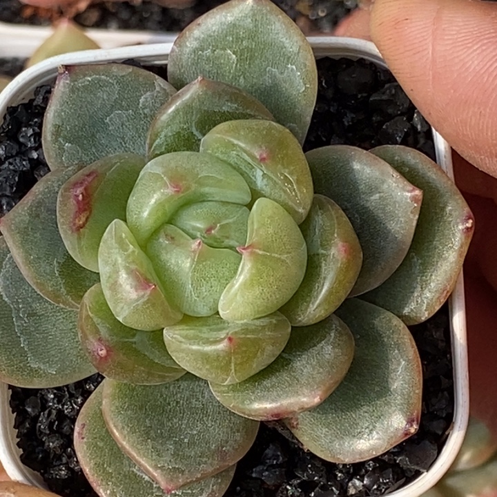 天官赐福百无禁忌