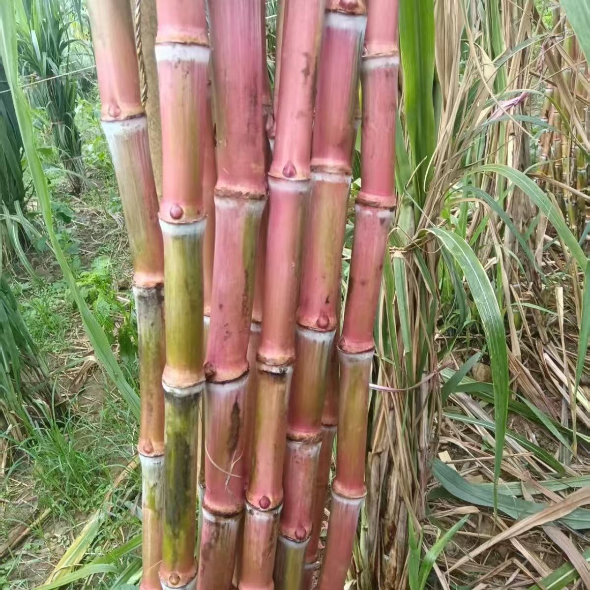 云南老品种咪湖红皮脆皮甘蔗现砍现发脆甜多汁当季水果蔬菜
