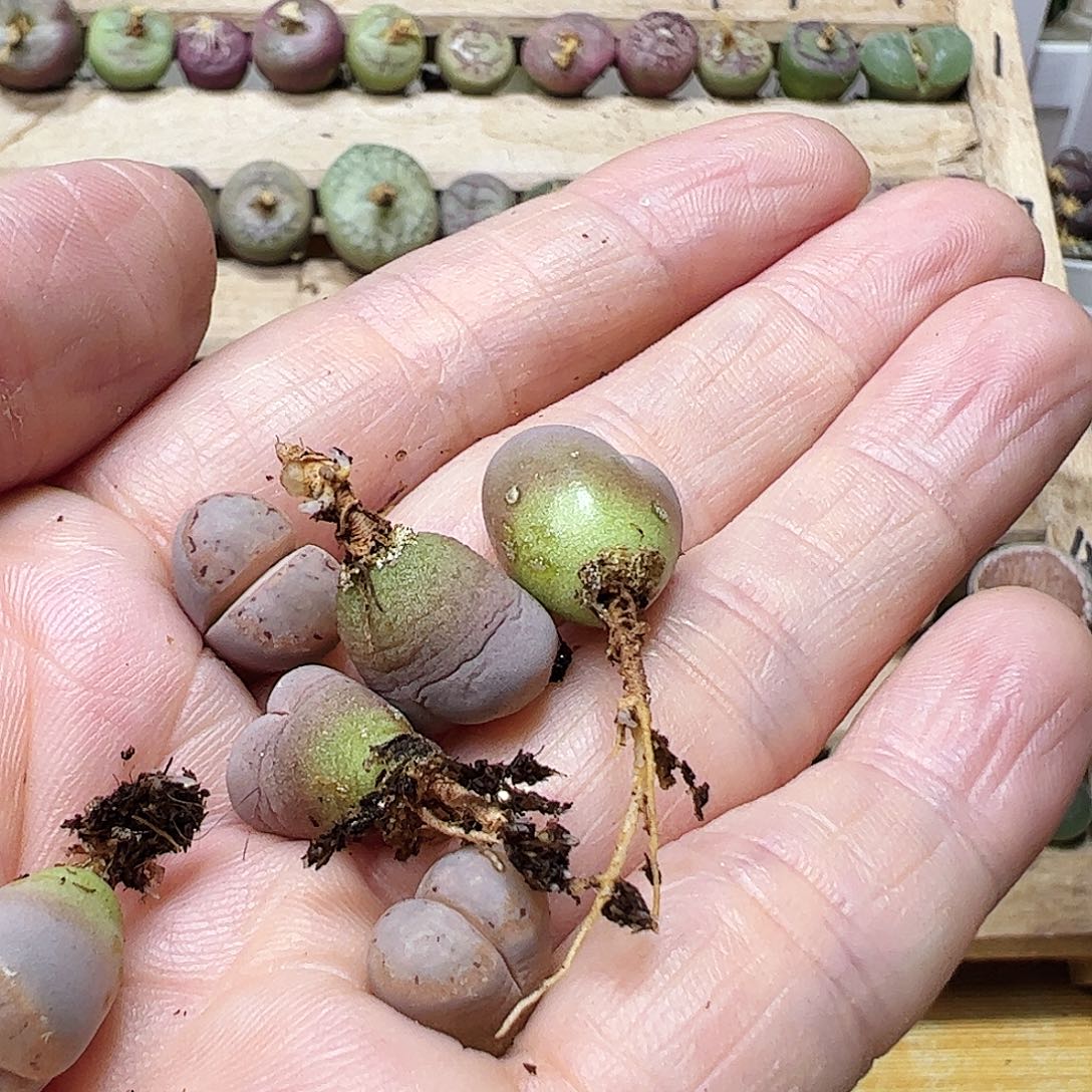 无花朵?****睡饼干一手………………………