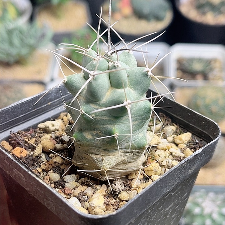 篝火虾实生球3.2公分