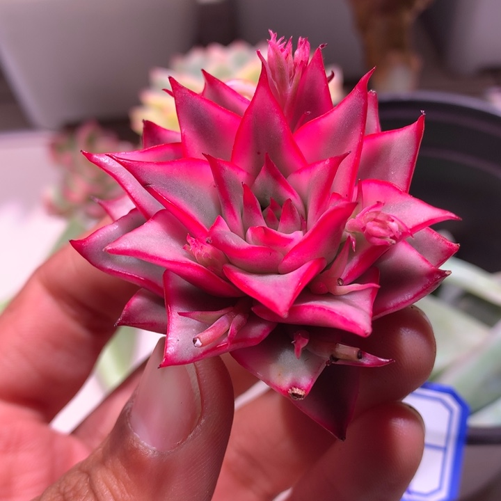 吉赛尔锦腹轮锦有花剑