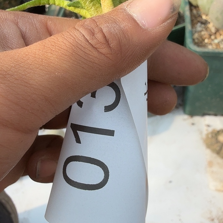 实生龙舌兰牡丹0131