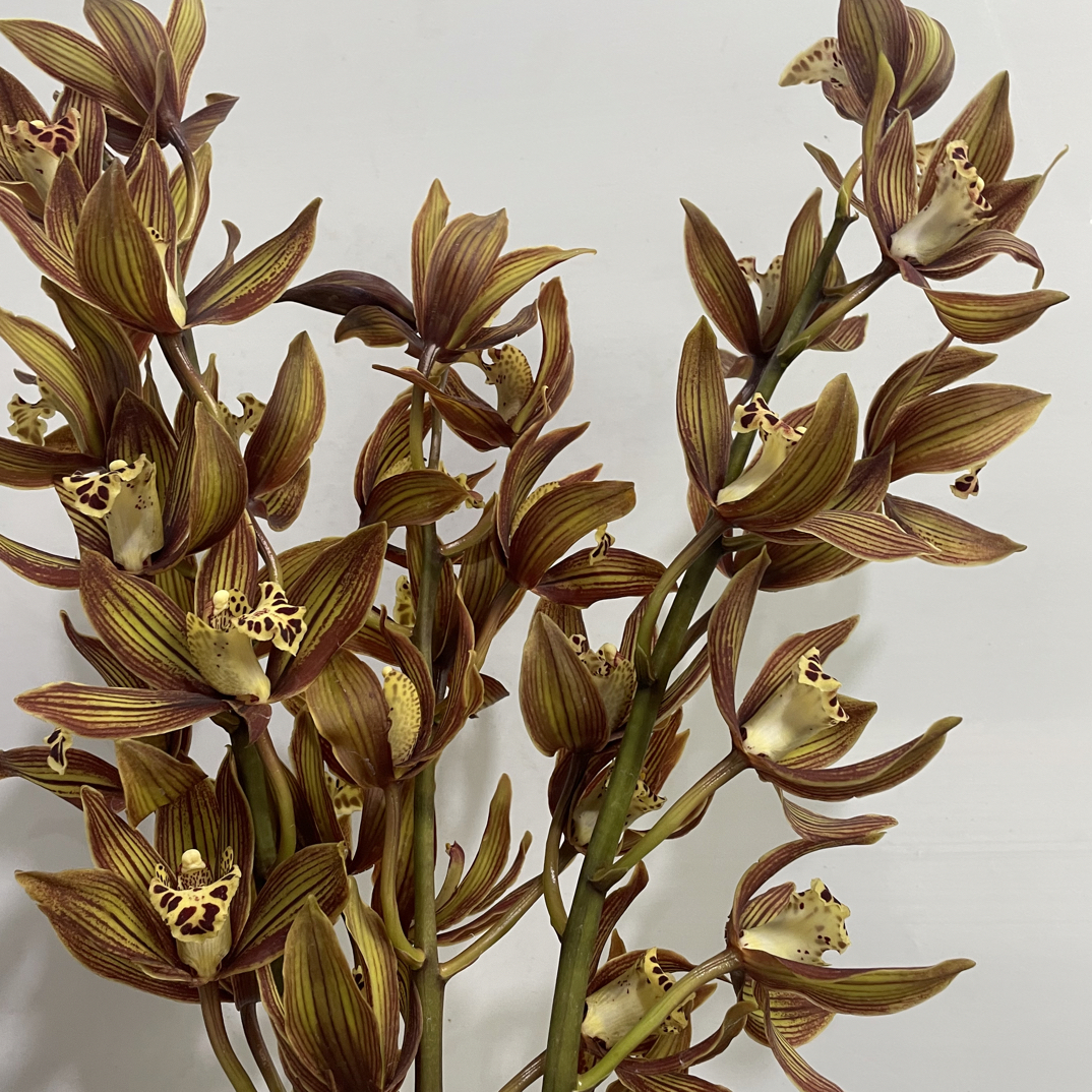 （蔓蔓）豹纹小姐大花惠兰3支（轻微擦伤不售后）20%防损 1单包邮