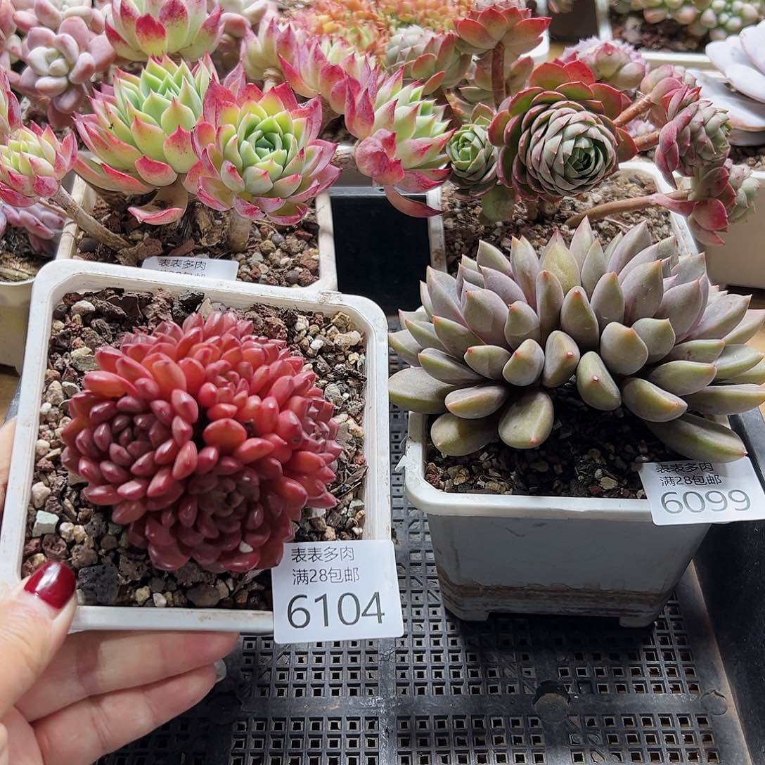 9号我们的确是一个很6104