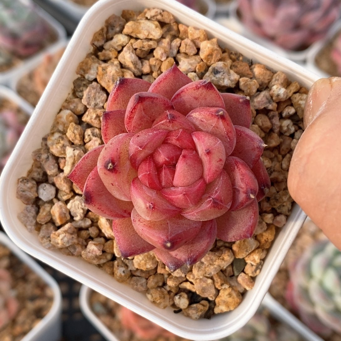 精品多肉一物一拍不包整124