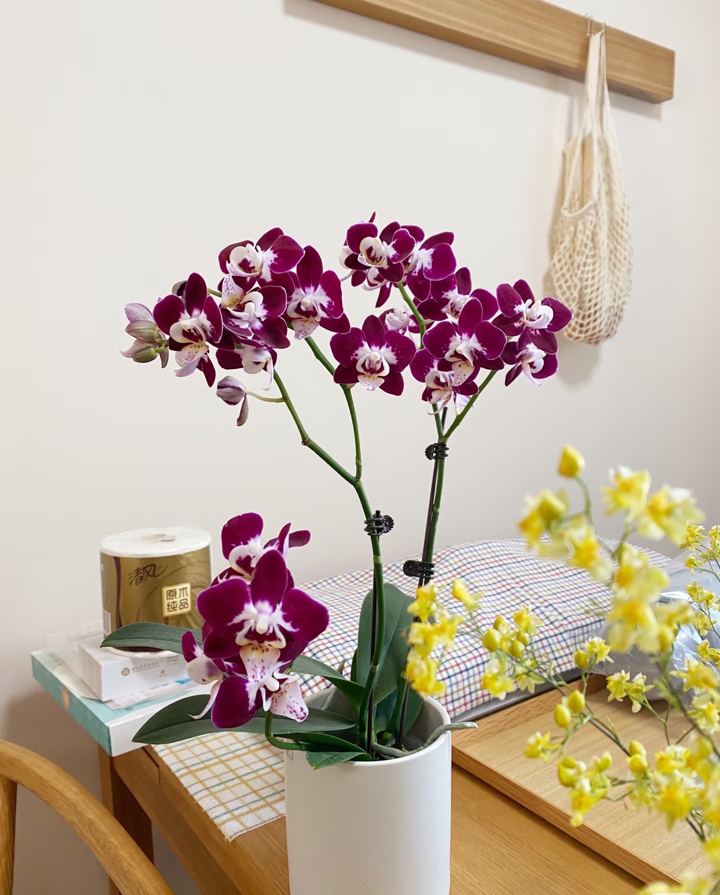 3-5花剑（星空）蝴蝶兰抽梗苗带花剑耐养易活花期6-7个月