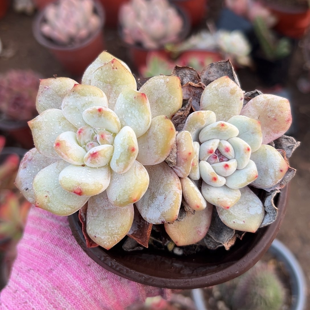 多肉植物中中央音乐学院