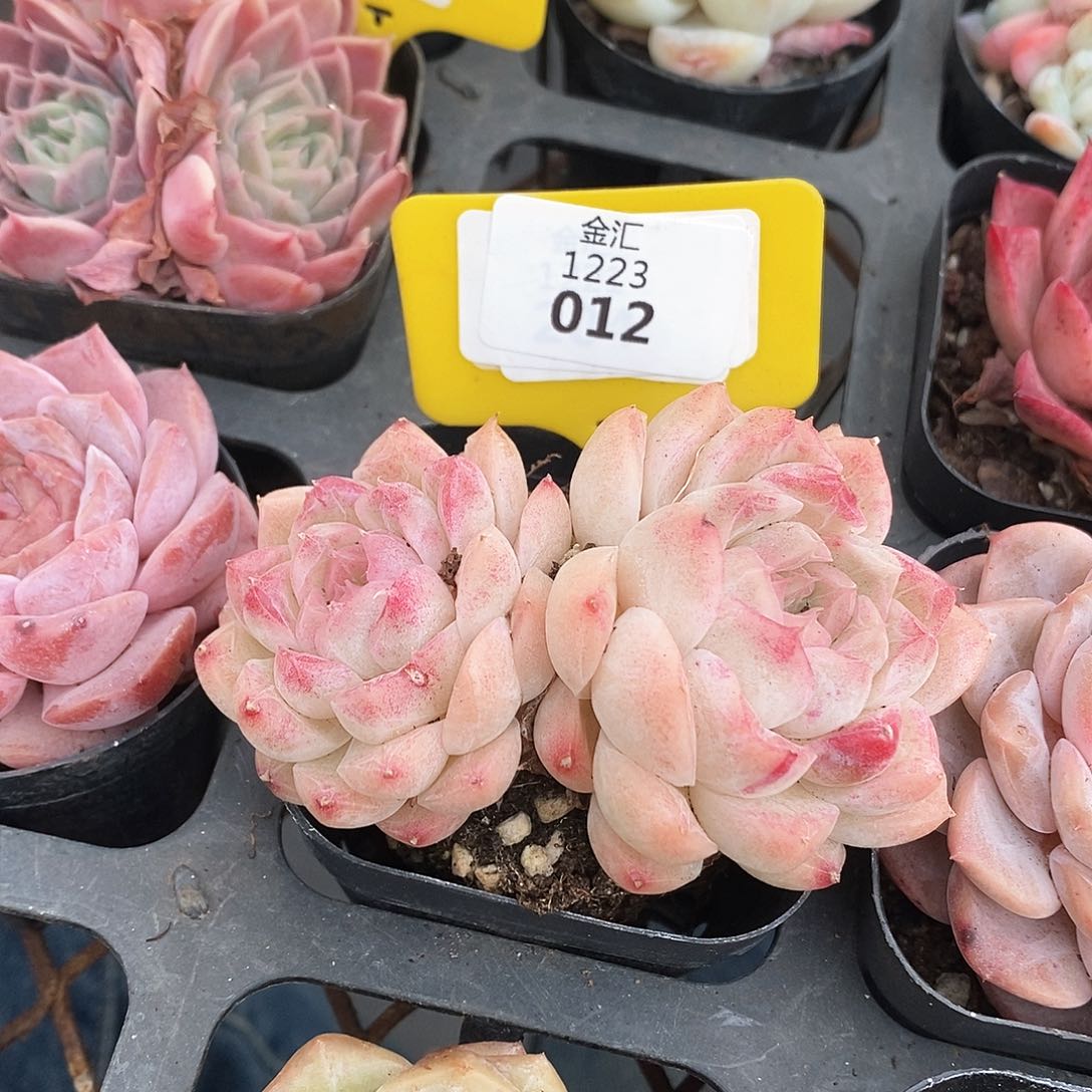 福利多多，1223012