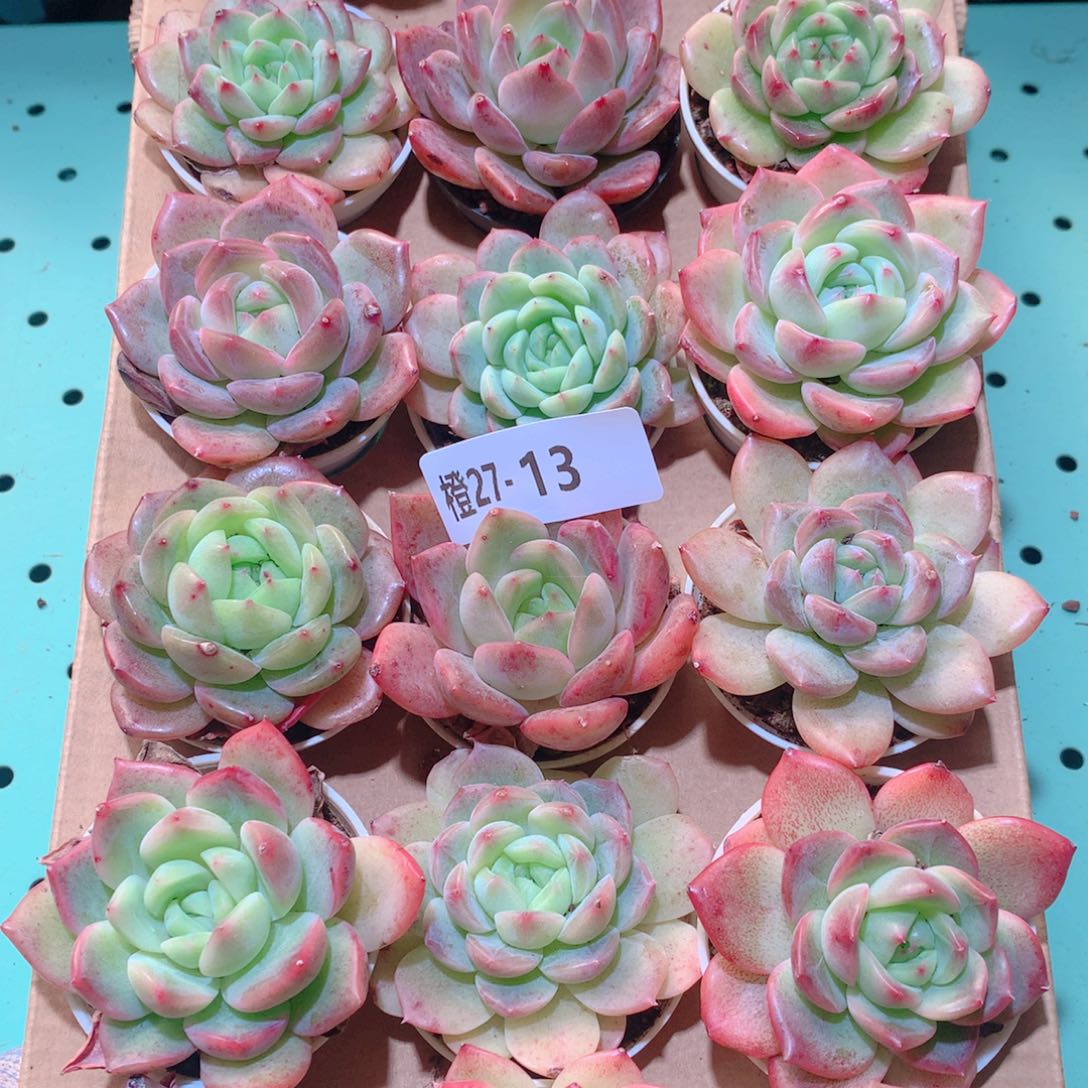 27-13一物一拍多肉带盆18颗