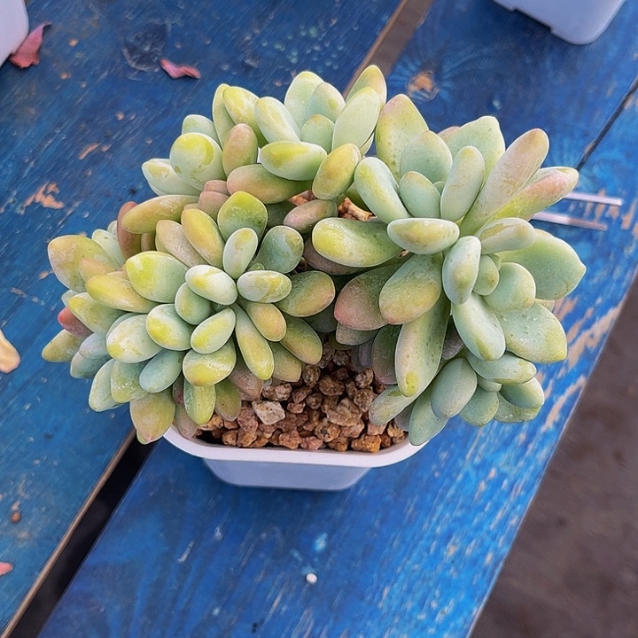 多肉植物洛神朵朵
