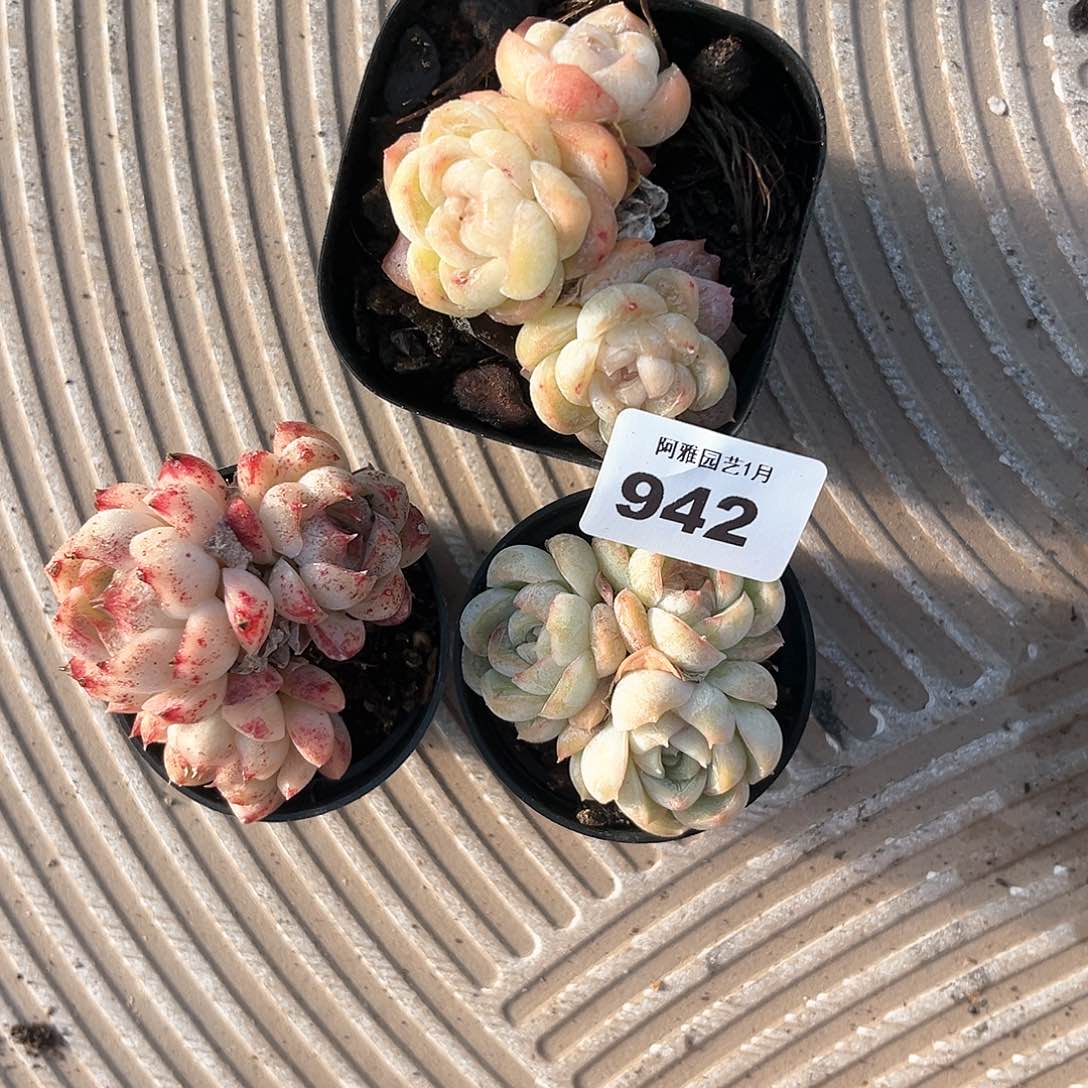 阿雅园艺。            942包子脸量拍