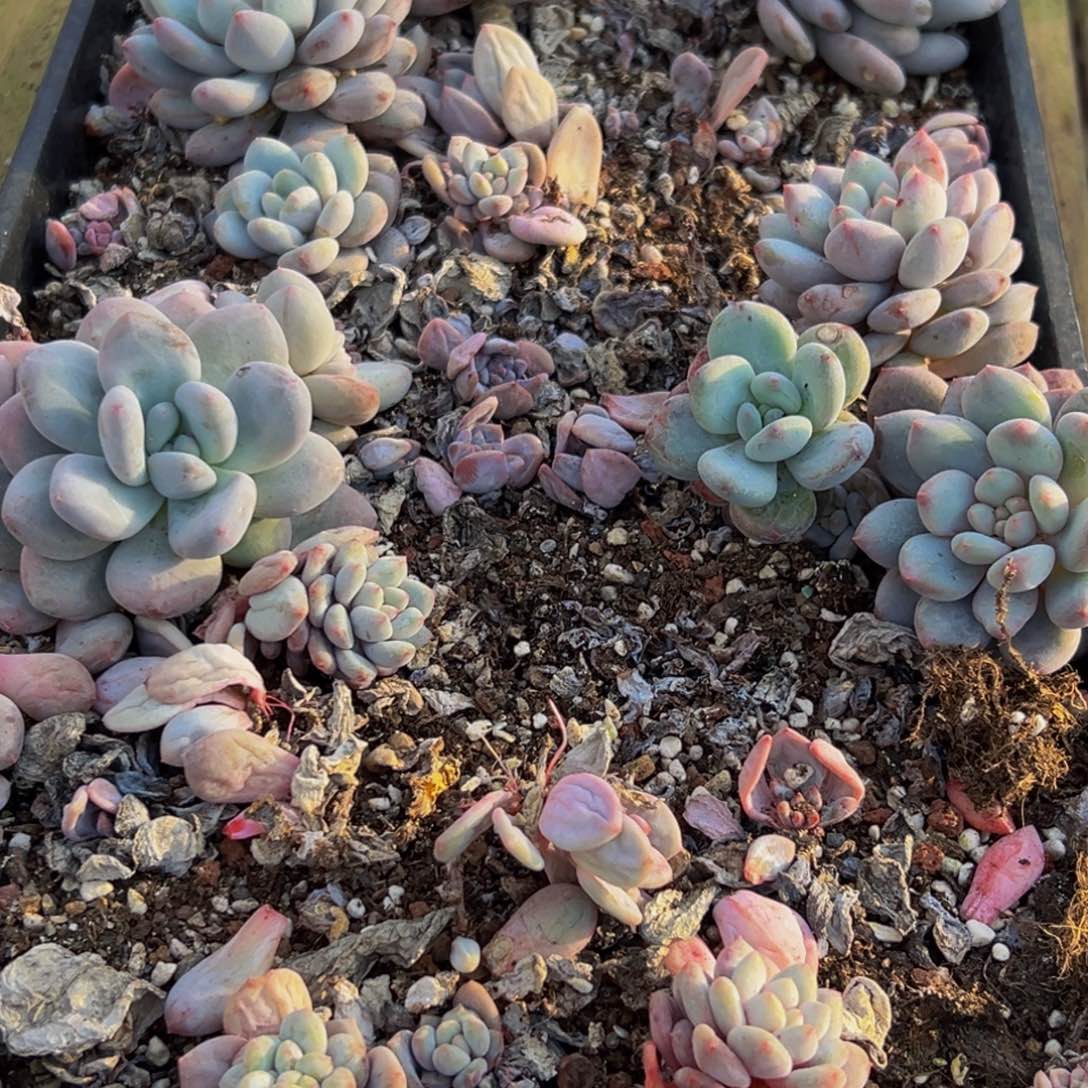 173多肉不包售后不包售后