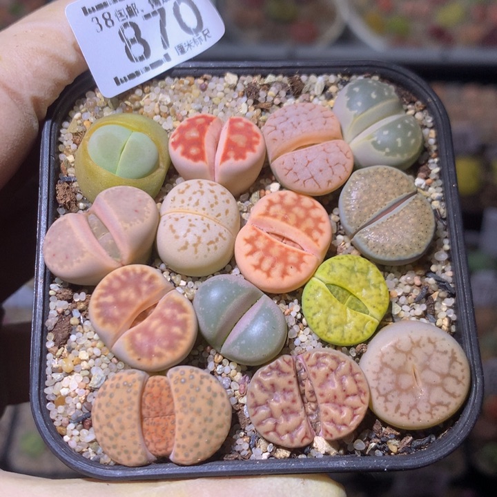 Sss精品生石花870