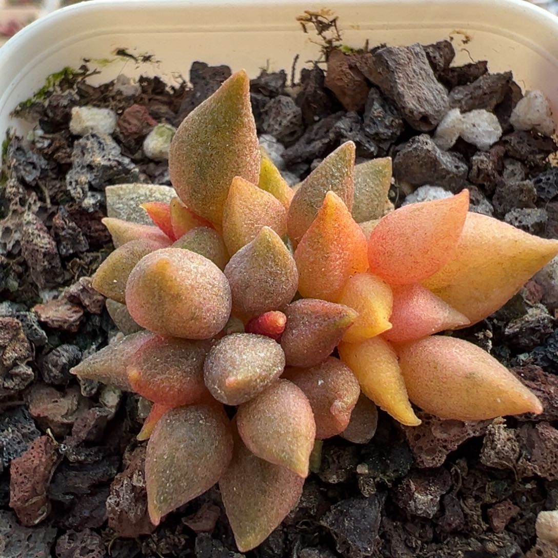 小辣椒锦多肉植物水泡