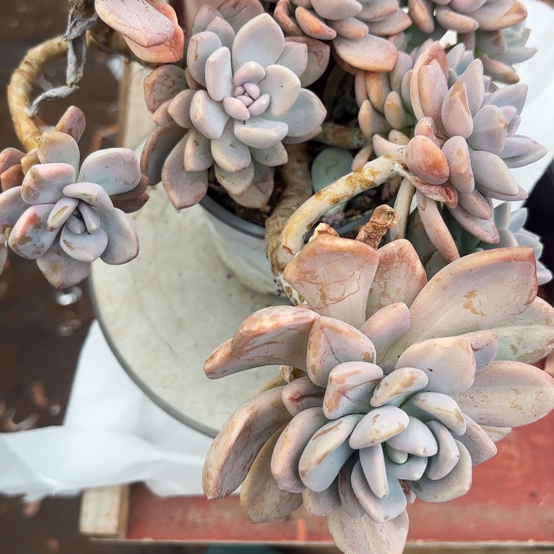 多肉植物冬梅人井一颗