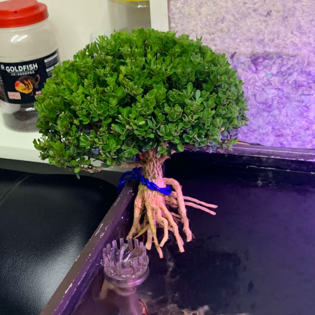 黄杨树树苗盆景老桩旺宅植物室内造型好养活