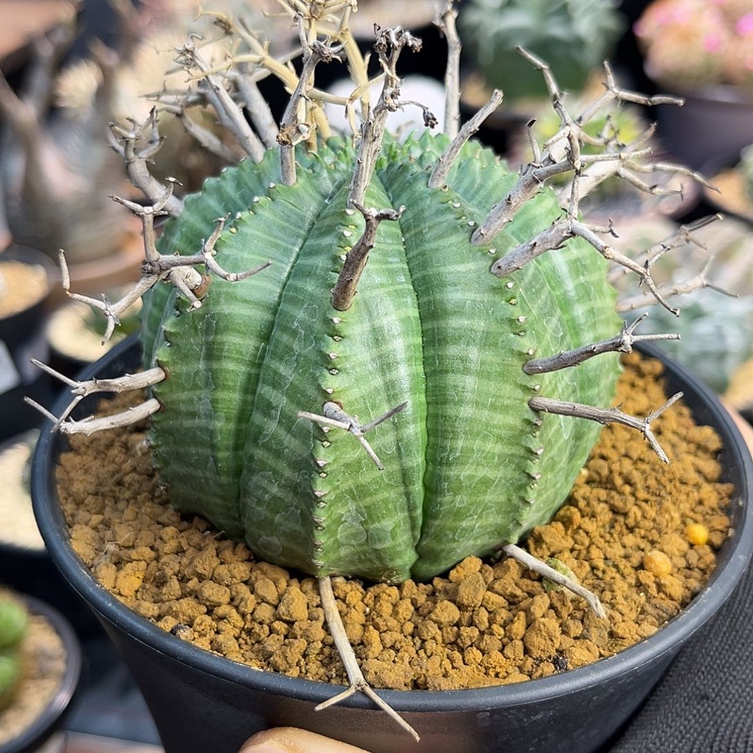 法丽达Zzzzzzzzzzzzzzzz