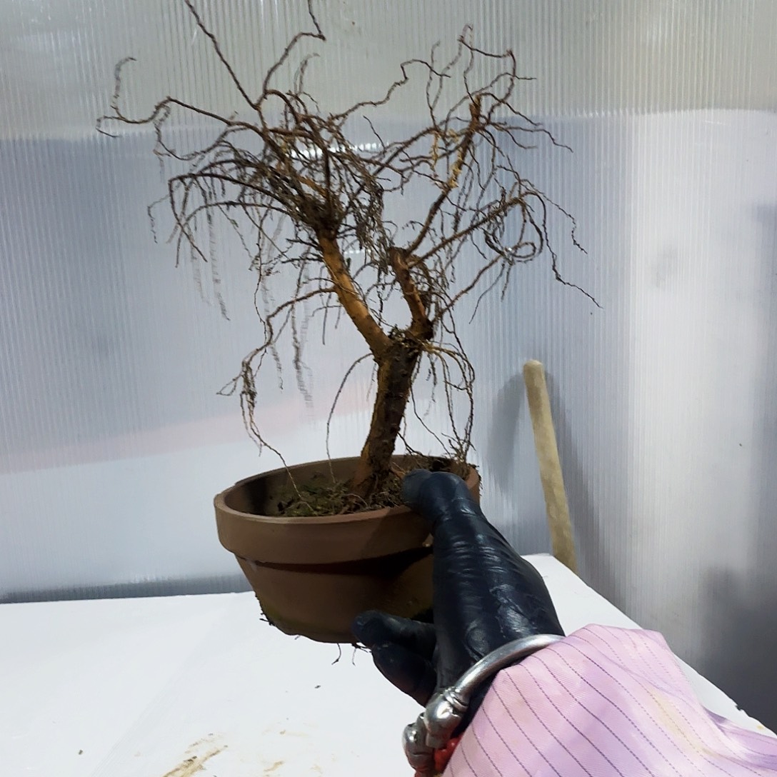 品***花无花朵的方法聪聪聪聪